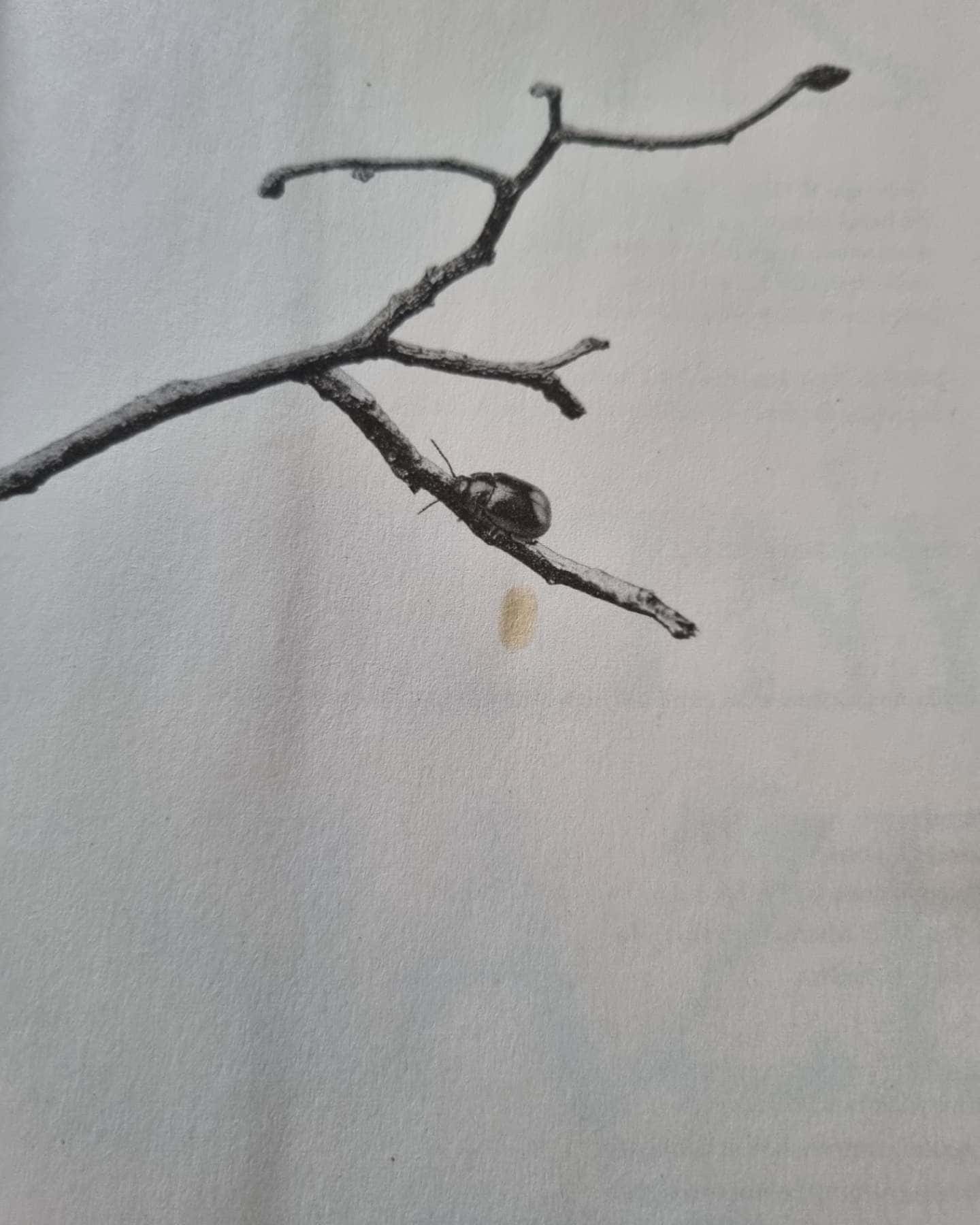 Серія Жорстокий принц-Холлі Блек