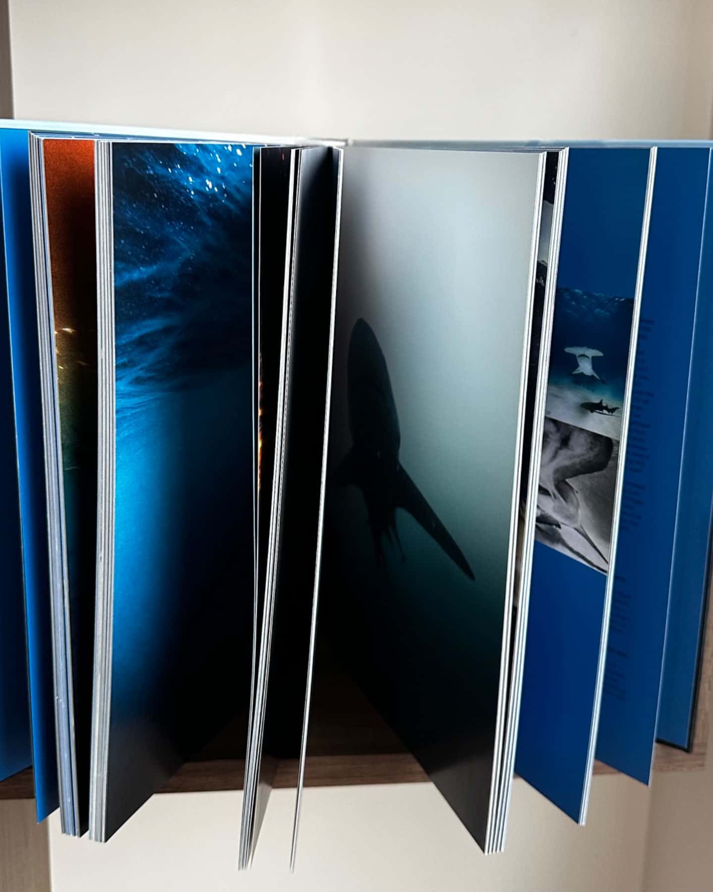 Sharks Face-to-Face with the Ocean’s Endangered Predator, ISBN 3836553597,  виміри 280 x 372-Michael Muller, Tashen