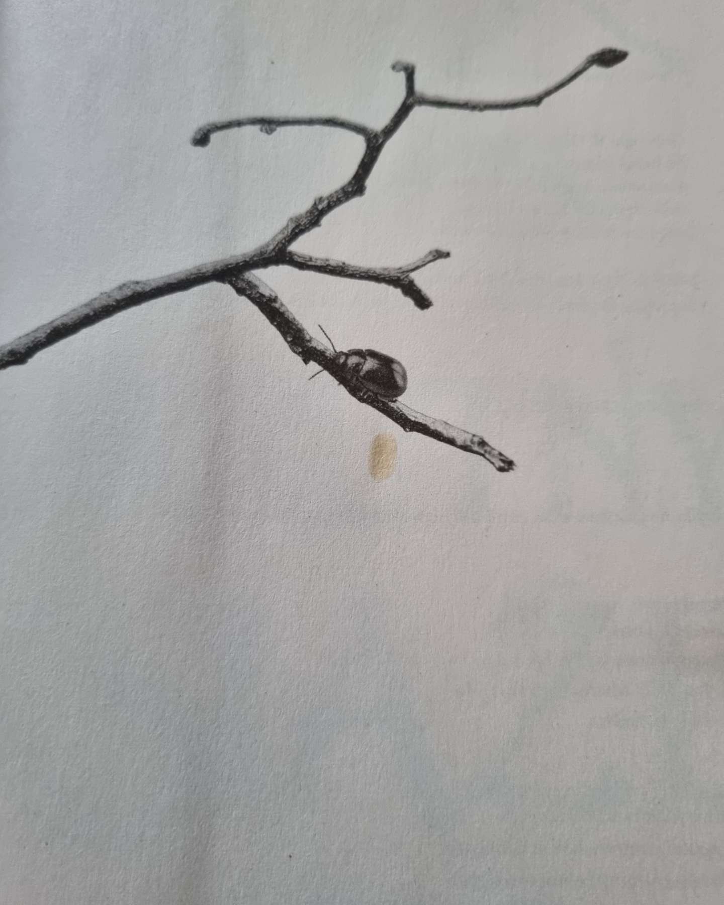 Серія Жорстокий принц-Холлі Блек